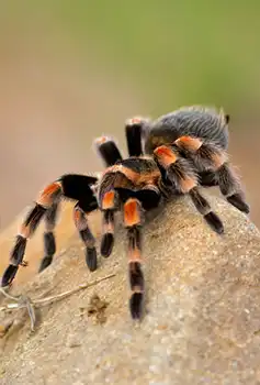 Tarantula