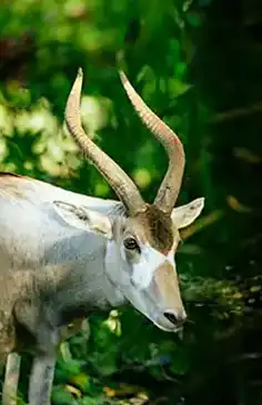 Addax