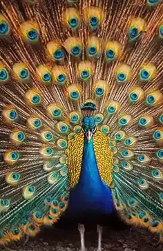 Peacock