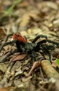 Red Tarantula