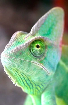 Veiled Chameleon